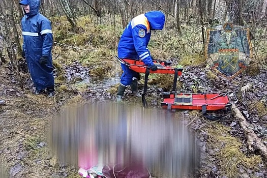 Неожиданная находка в СНТ Захожье: в лесу обнаружили тело пенсионерки