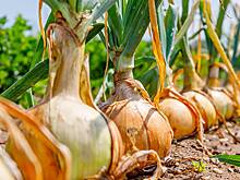 Гигантовод Чусов доставил огромную луковицу на фотосессию в Аптекарский огород