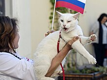 Выбран оракул ЧМ-2018 в России