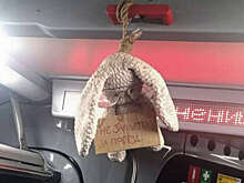 112: в автобусе Балашихи повесили плюшевого зайца для устрашения безбилетников