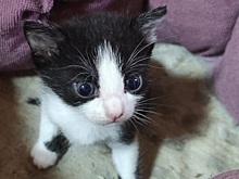 Председатель Гордумы Нижнего Новгорода Олег Лавричев ищет дом для 4 котят