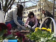 Сквер Энергетиков в Калининграде украсили новые клумбы и декоративные растения