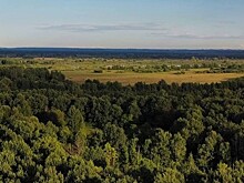 Россиянка показала спасенного ею раненого краснокнижного сапсана