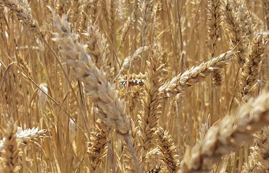 Российский ИИ повысит эффективность уборки зерновых в Азербайджане