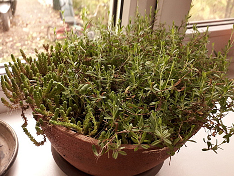 Были садовыми, стали комнатными: очередной осенний эксперимент