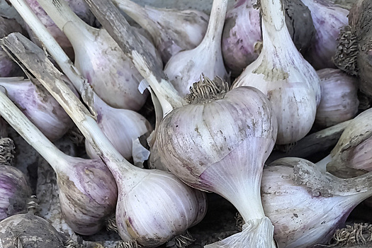 Ученые открыли секрет выдержанного два года чеснока