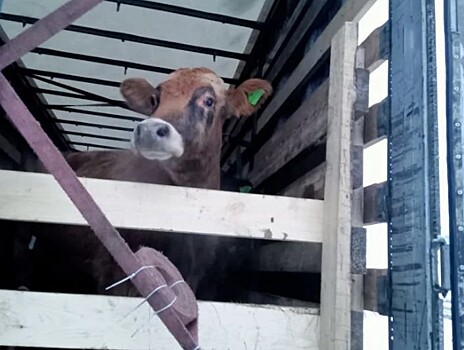 Попытка нелегального вывоза скота в Киргизию пресечена в Оренбуржье