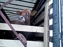 Попытка нелегального вывоза скота в Киргизию пресечена в Оренбуржье