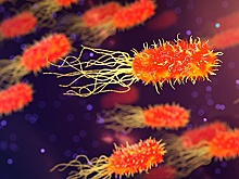 «Летальность выше 25%»: ученый рассказал о «супербактерии», которая могла убить Аллу Вербер
