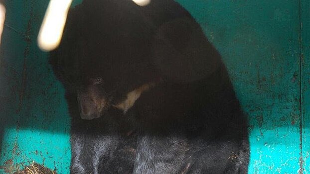 В Воронеже продают пару гималайских медведей из передвижного зоопарка