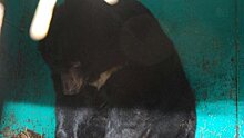 В Воронеже продают пару гималайских медведей из передвижного зоопарка