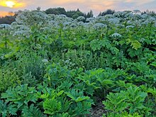 В течение года от борщевика обработали около 23,5 тысячи га муниципальных земель