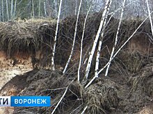 В Воронеже высаженные после пожара 2010 года берёзы пустили под экскаватор