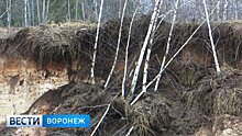 В Воронеже высаженные после пожара 2010 года берёзы пустили под экскаватор