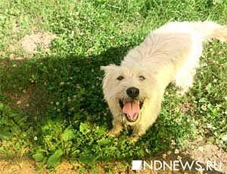 В Ленобласти на женщину-фельдшера скорой помощи натравили собаку