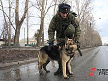 Мобилизованным южноуральцам разрешили бесплатно оставлять питомцев в приютах