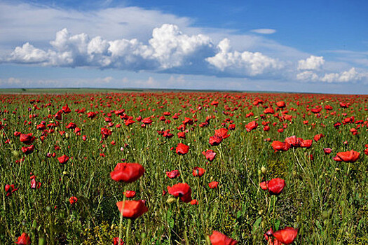 В Татарстане будут судить пенсионерку за выращивание мака на огороде