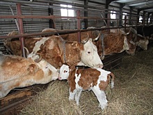 В Вилюйском улусе планируется ввести в работу три новых коровника