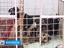 В Воронеже возобновили массовый отлов и отстрел бездомных собак