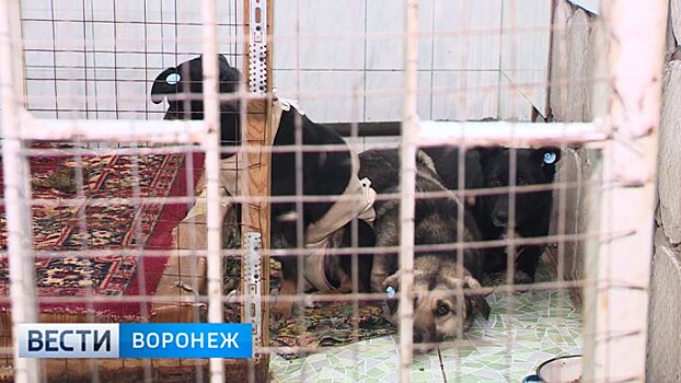 В Воронеже возобновили массовый отлов и отстрел бездомных собак