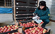 Россия запретит яблоки и груши из Белоруссии