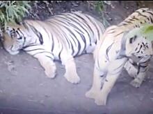 Тигры не пустили лесничих на свою территорию в индийском заповеднике