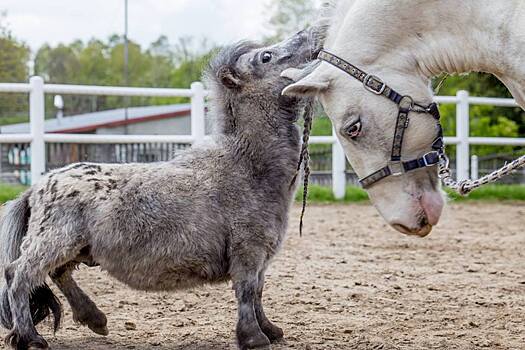 Найден самый маленький конь в мире