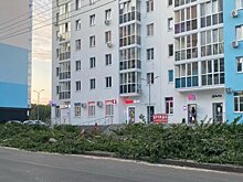 «Ни слова, ни полслова»: в Ульяновске по-тихому спилили здоровые тополя