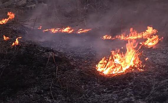 Чернобыльский лес подожгли, чтобы скрыть хищения на стройке хранилища ядерных отходов