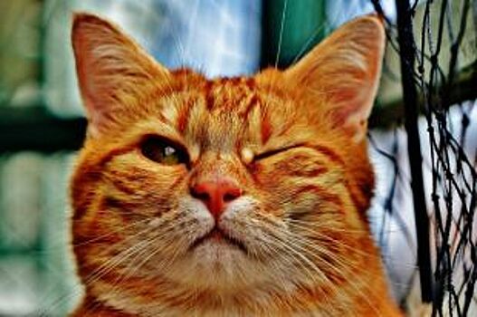 Рыжий кот попал в ловушку в ветеринарной клинике Новосибирска
