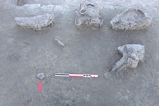 Найдены доказательства охоты древних людей на гигантов