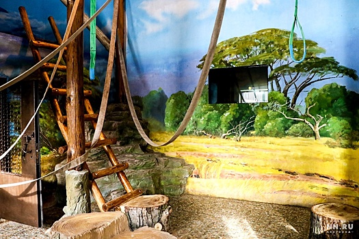 Для орангутанов в нижегородском зоопарке повесили телевизор