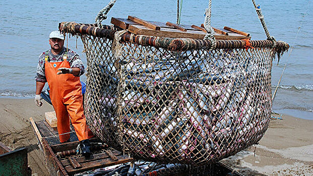 Лучших рыбодобытчиков и ихтиологов выбирают на Камчатке