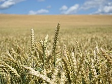 Минсельхоз хочет утвердить программу ввода в оборот сельхозземель