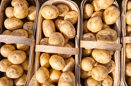 «ФосАгро» и Картофельный союз подписали меморандум для развития производства отечественного картофеля