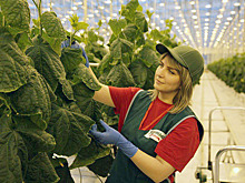 В Челябинской области открылся самый крупный на Урала тепличный комплекс