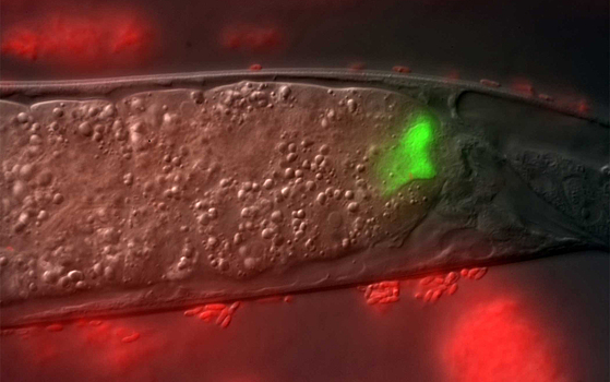 В кишечнике червя нашли антибиотик против супербактерий