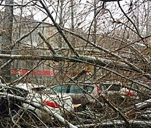 В Ростове дерево раздавило несколько автомобилей