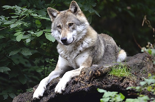 В Бельгии впервые за сто лет заметили волка