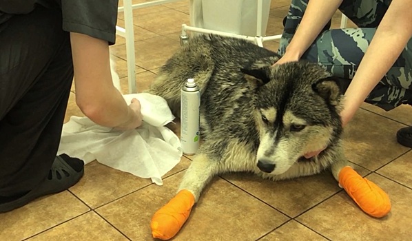 В Петербурге сотрудники кинологической полиции спасли собаку