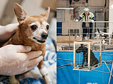 Кошек и собак в России начали лечить от рака на ядерном реакторе