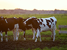 В Амурской области появится крупнейшее предприятие по производству молока