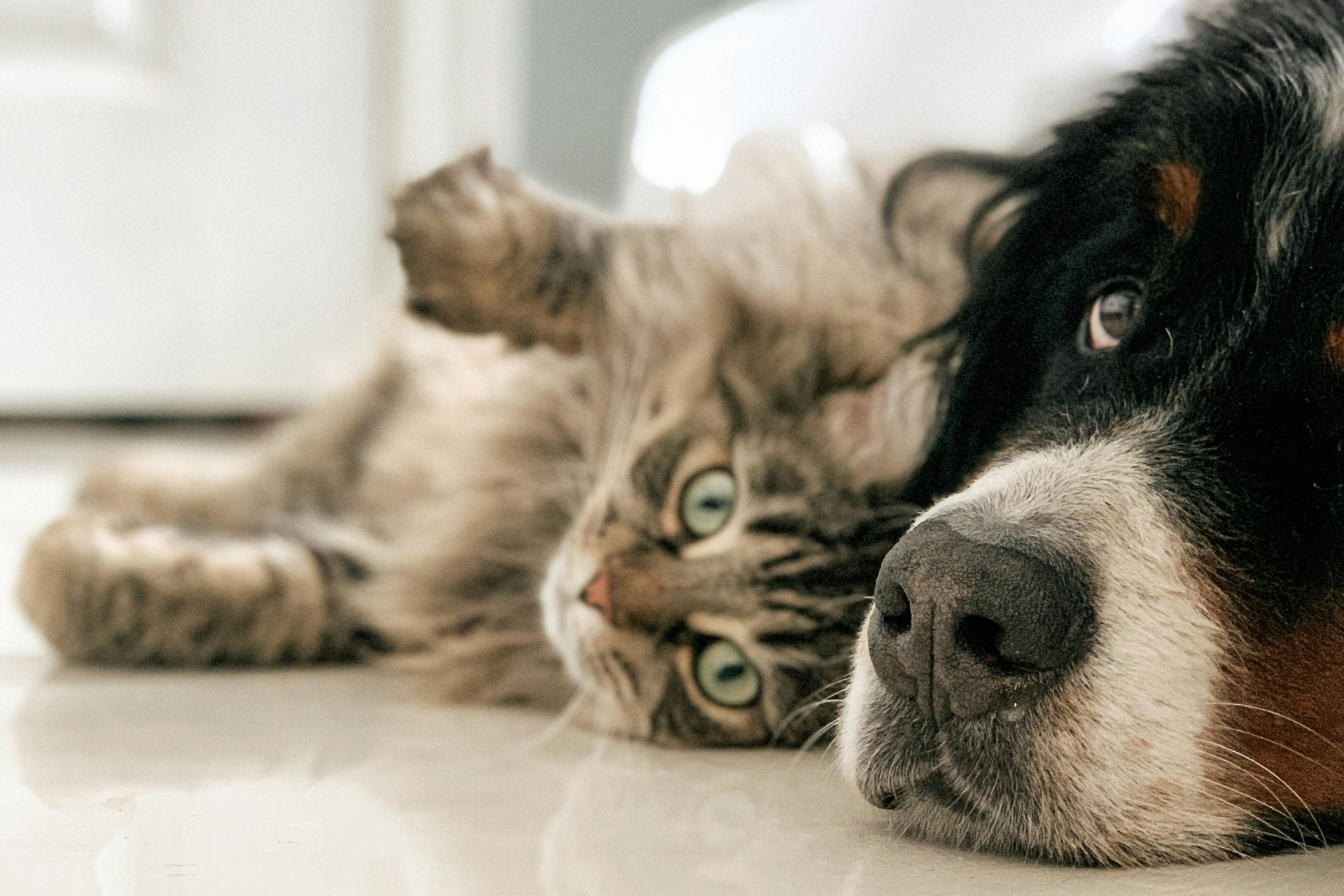 Оценена вероятность дружбы между кошкой и собакой