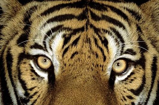 Тигр не нападал на охотника в Приморье — специалисты
