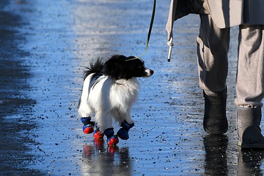 Карантин по бешенству введен в Крылатском