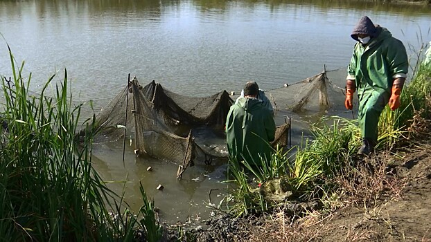 Осетровые породы рыб разводят в Константиновском районе