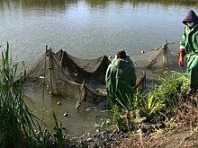 Осетровые породы рыб разводят в Константиновском районе