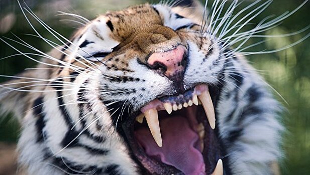 В Британии тигр убил смотрительницу зоопарка