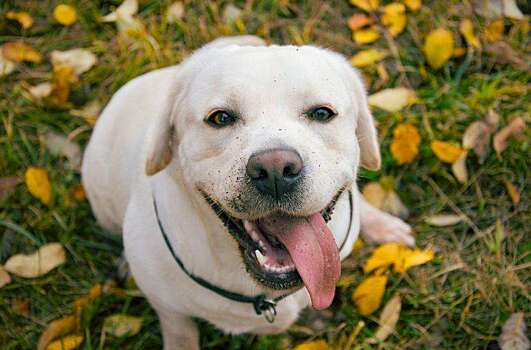Противораковая вакцина для собак увеличивает время выживания почти в два раза