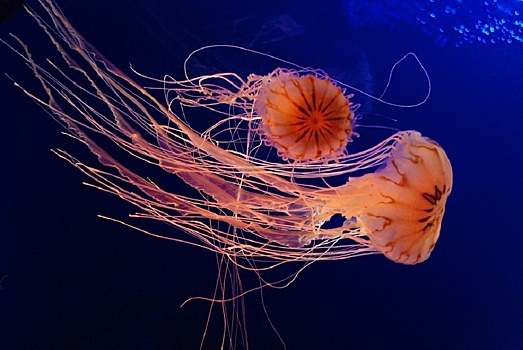 Из-за медуз: в Крыму любопытные туристы едва не утонули, перевернув прогулочное судно